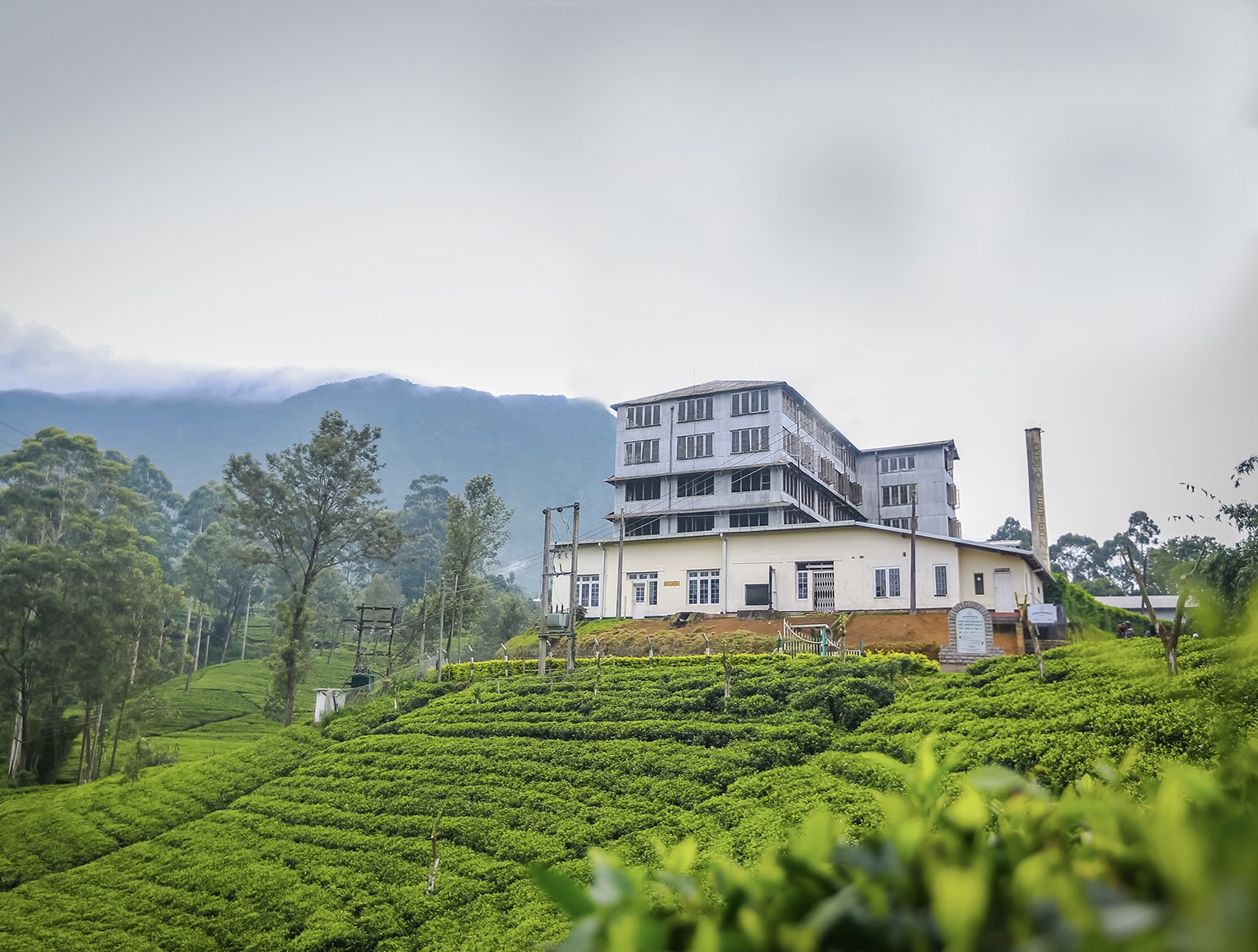 WELCOME TO TEA PLANTATIONS OF SRI LANKA