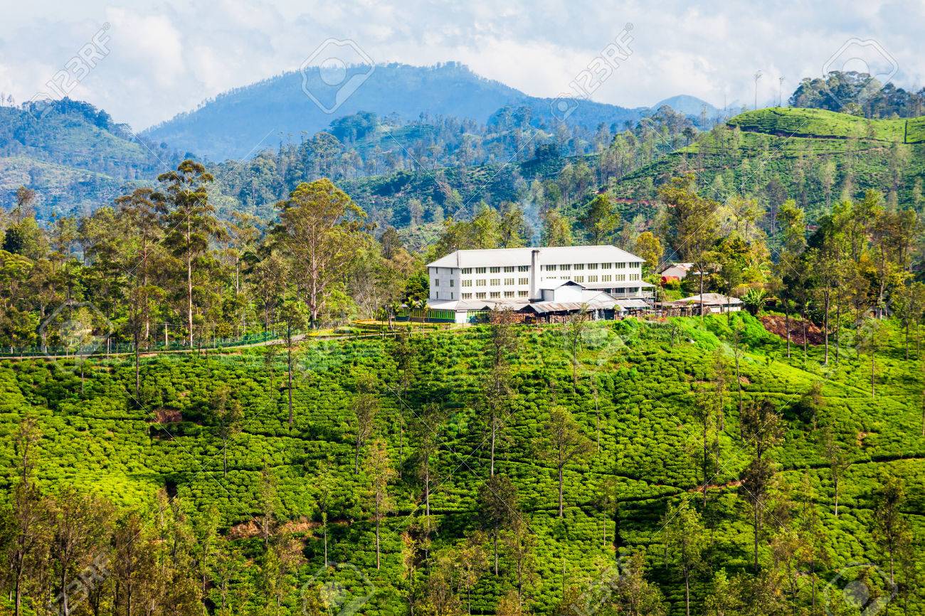 WELCOME TO TEA PLANTATIONS OF SRI LANKA